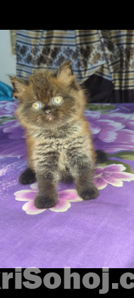 Persian cat